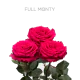 Hot Pink Full Monty 40 cm (25 St bunch)