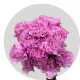 Flowers Lavender Carnations