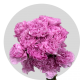 Flowers Lavender Carnations (150 St)