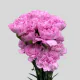 Flowers Lavender Carnations (25 St bunch)