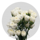 Flowers Lavender Carnations (150 St)
