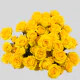 Spray Yellow Baby 40-60 cm (10 St bunch)