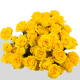 Spray Yellow Baby 40-60 cm (10 St bunch)--
