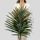 Tropical Flowers Cat Palm M (5 St bunch)