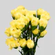 Flowers Carnations Yellow (25 St bunch)