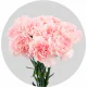 Flowers Carnations Light Pink