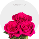 Hot Pink Cherry Oh! Roses 40-60 cm