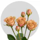 Spray Peach Chocolate 40-60 cm