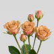 Spray Peach Chocolate 40-60 cm (10 St bunch)