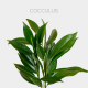 Greens Cocculus (10 St bunch)