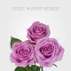 Cool Water 40 cm (25 St bunch)