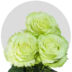 Box Lemonade Roses 60 cm (100 St)