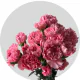 Flowers Carnations