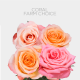Coral Roses Farm Choice 40 cm (25 St bunch)