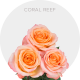 Coral Reef Roses 40-60 cm
