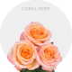 Coral Reef Roses 40-60 cm