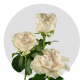 White Cotton X-Pression Roses 40-50 cm
