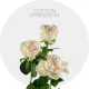 Box White Cotton X-pression 40 cm (125 St)