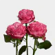 Hot Pink Country Blues 50 cm (25 St bunch)