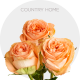 Garden Peach Country Home Roses 50-60 cm