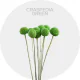 Flowers Box Craspedia Tinted Green (400 St)