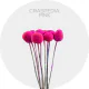 Flowers Craspedia Tinted Pink 70-80 cm