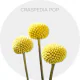 Flowers Yellow Craspedia Pop 70-80 cm