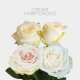 Cream Farm Choice 50 cm (25 St bunch)
