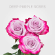Box Deep Purple Roses 60 cm (100 St)