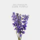 Flowers Delphinium Dark Purple (10 St bunch)