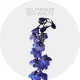 Delphinium Sea Waltz 80 cm (150 St)