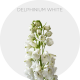 Delphinium White 80 cm (120 St)