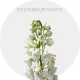 Flower's Delphinium Elatum White 50-60 cm (250 St)