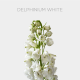 Delphinium Hybrid/Belladona White (10 St bunch)