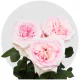 Pink O Hara 50 cm
