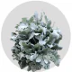 Box Greenery Dusty Miller (200 St)