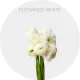 Box Flowers Ranunculus White 35 cm (400 St)