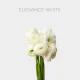 Flowers Ranunculus White (10 St bunch)