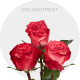 Box Bicolor Enchantment Roses 50 cm (100 St)