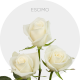 White Escimo Roses 40-70 cm