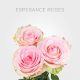 Box Light Pink Esperance Roses 60 cm (100 St)