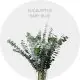 Eucalyptus Baby Blue