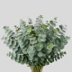 Greenery Eucalyptus Baby Blue (10 St bunch)