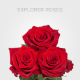 Box Red Explorer Roses 50 cm (100 St)