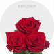 Red Explorer Roses 50-70 cm