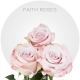 Lavender Faith Roses 40-60 cm