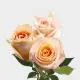 Peach Felicity 40 cm (25 St bunch)