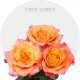 Free Spirit Roses autumn garden-style petals, 40-60 cm stems, available in solid boxes and bunches, premium farm-direct roses from Bellevue Roses