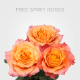 Garden Free Spirit Roses 40 cm (25 St bunch)