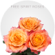 Garden Free Spirit Roses 40-60 cm